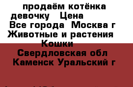 продаём котёнка девочку › Цена ­ 6 500 - Все города, Москва г. Животные и растения » Кошки   . Свердловская обл.,Каменск-Уральский г.